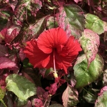 Hibiscus rosa-sinensis 'Red Hot' 