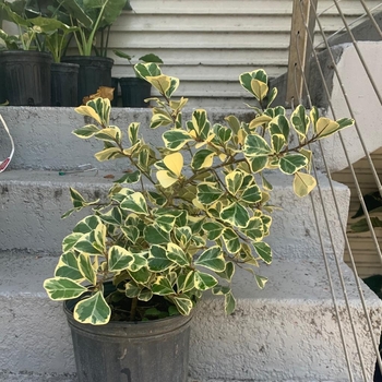 Ficus triangularus