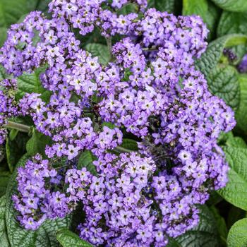 Heliotropium arborescens 'Aromagica™ Purple'