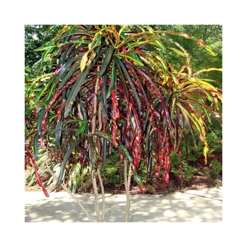 Codiaeum variegatum 'Zanzibar' 