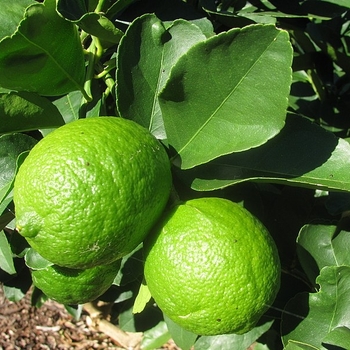 Citrus x latifolia