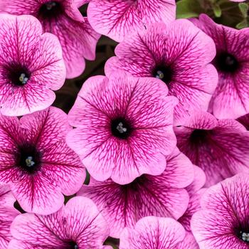 Petunia Supertunia Mini Vista® 'Plum Veined'