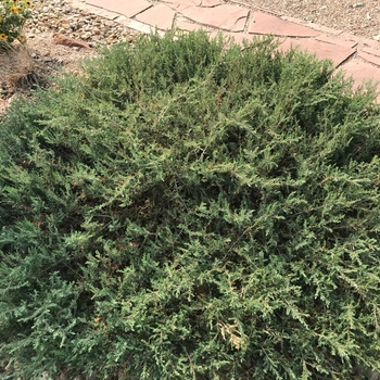 Juniperus communis 'Mondap' 