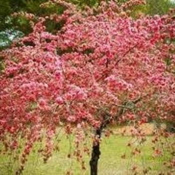 Prunus persica 'Pink Cascade' 
