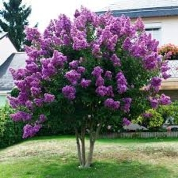 Lagerstroemia 'Magic Series' 