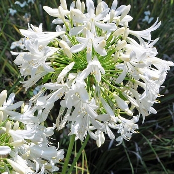 Agapanthus 'WP003' PP32176