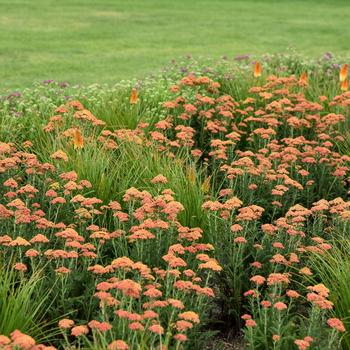 Achillea 'Firefly Peach Sky' 