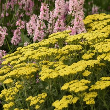 Achillea 'Firefly Sunshine' 