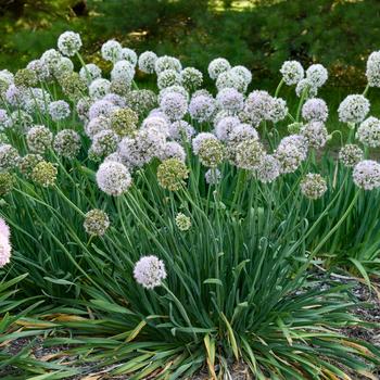 Allium 'Bobblehead'