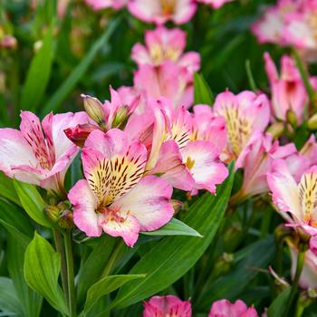 Alstroemeria 'Tessumbreak' 