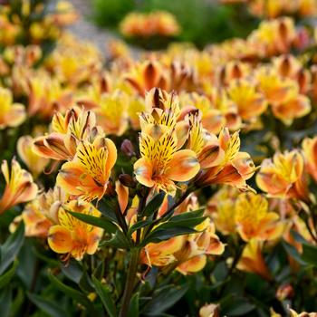 Alstroemeria 'Summer Breeze'