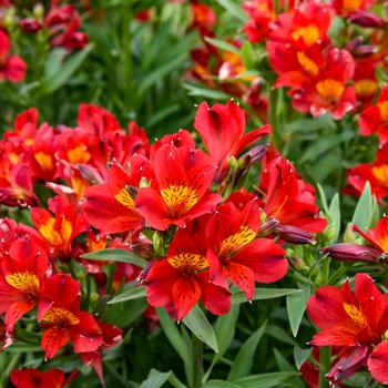 Alstroemeria 'Summer Heat'