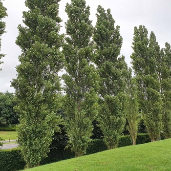 Populus x canescens 'Tower' 