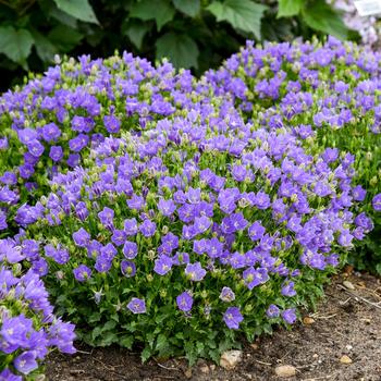 Campanula carpatica Mini Marvels™ 'Midnight'