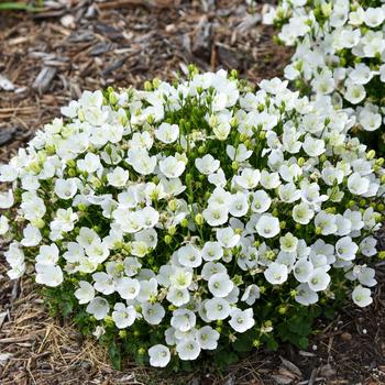 Campanula carpatica Mini Marvels™ 'Starbright'