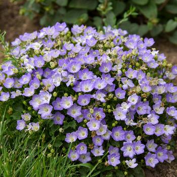 Campanula carpatica Mini Marvels™ 'Twilight'