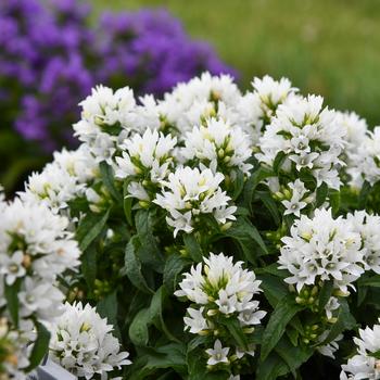 Campanula glomerata 'Angel Bells' 