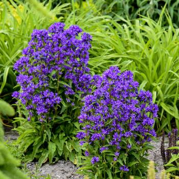 Campanula glomerata 'Bells and Whistles'