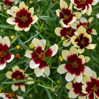 Coreopsis verticillata 'Creamy Calico' PPAF