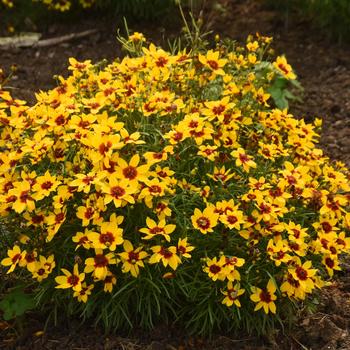 Coreopsis verticillata Designer Threads™ 'Golden Needles'