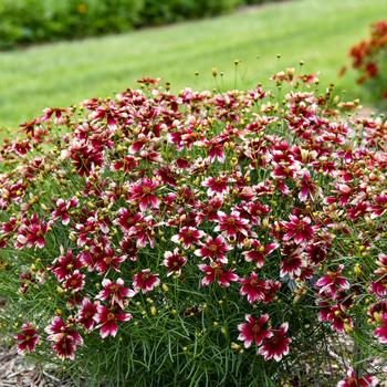 Coreopsis verticillata 'Heartstrings' PPAF