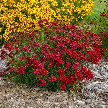 Coreopsis verticillata 'Scarlet Ribbons' PPAF