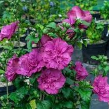 Hibiscus syriacus 'Double Pink' 