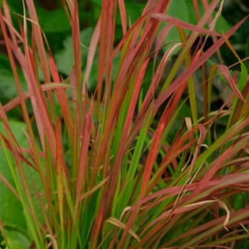 Imperata cylindrica