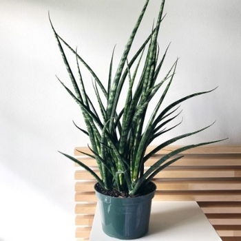 Sansevieria 'Mikado' 