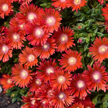 Delosperma Kaleidoscope™ 'Dancing Embers'