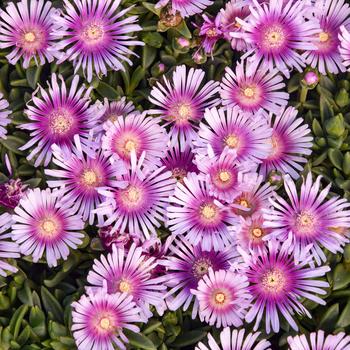 Delosperma Kaleidoscope™ 'Pink Radiance'