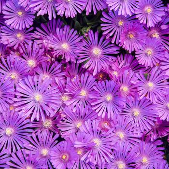 Delosperma 'Orchid Flash' PPAF