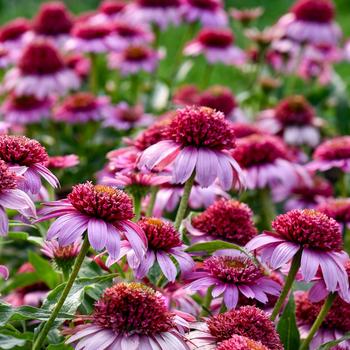 Echinacea Double Coded™ 'Everything's Rosy'