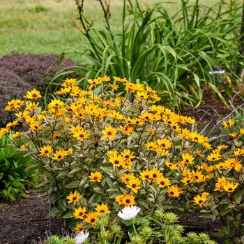 Heliopsis helianthoides 'Touch of Blush'