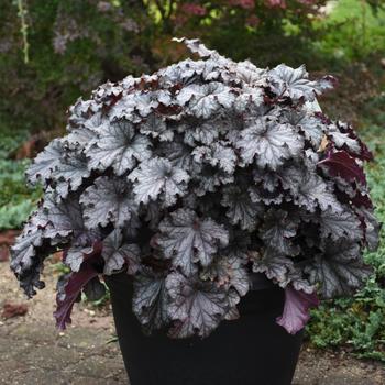 Heuchera 'Prom Dress' PPAF