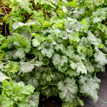 Heucherella Fun and Games® 'Shadow Tag'