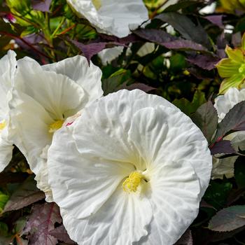 Hibiscus Summerific® 'Cookies and Cream'