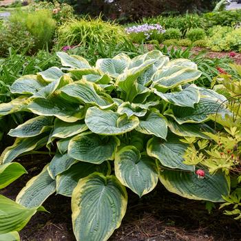 Hosta 'Gigantosaurus' PP35135