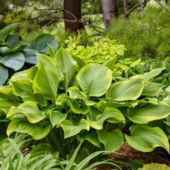 Hosta 'Lone Star' PP35234