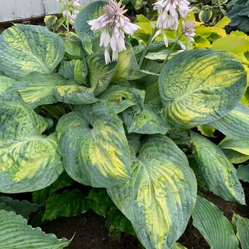 Hosta Shadowland® 'Sound of Music'