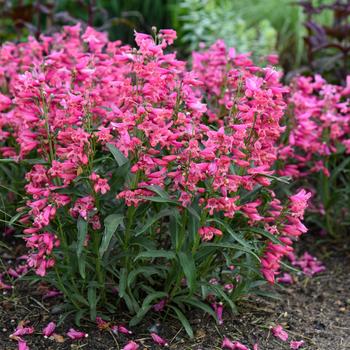 Penstemon barbatus 'Pink Pearls' 