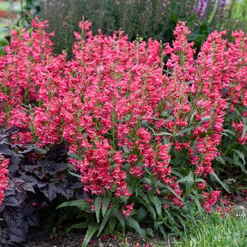 Penstemon barbatus 'Rose Rhinestones' 