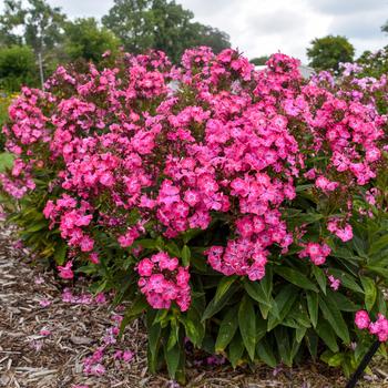 Phlox paniculata 'Pink Lightning' 