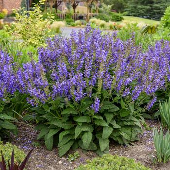 Salvia Living Large™ 'Big Sky'