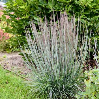 Schizachyrium scoparium Prairie Winds® 'Brush Strokes'