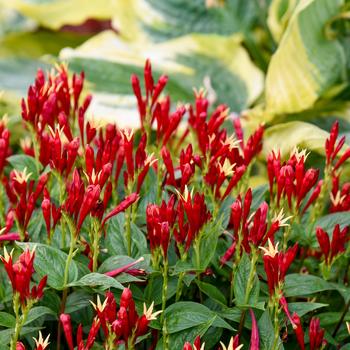 Spigelia marilandica 'Apple Slices' 