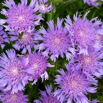 Stokesia laevis Totally Stoked™ 'Riptide'