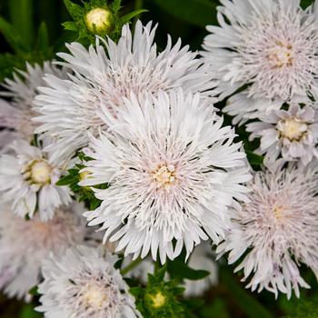 Stokesia laevis 'Whitecaps' PPAF