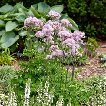 Thalictrum 'Cotton Candy' 