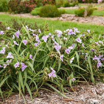 Tradescantia 'Webmaster' PPAF